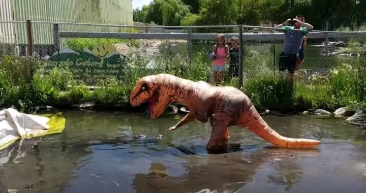 Gekkie trekt T-Rex pak aan en gaat alligator wat uitdagen