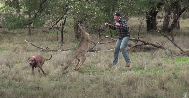 Man gaat potje boksen met kangoeroe die z’n hond aanvalt