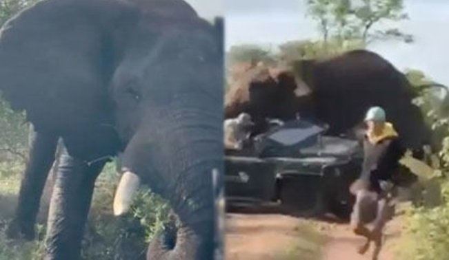 Chagrijnige olifant koelt woede op toeristenbusje