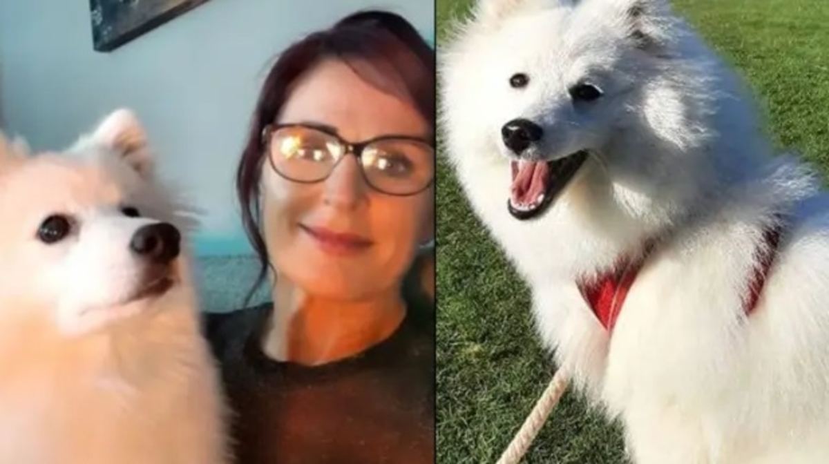 Vrouw in shock nadat haar hond onherkenbaar is na bezoek aan hondentrimmer