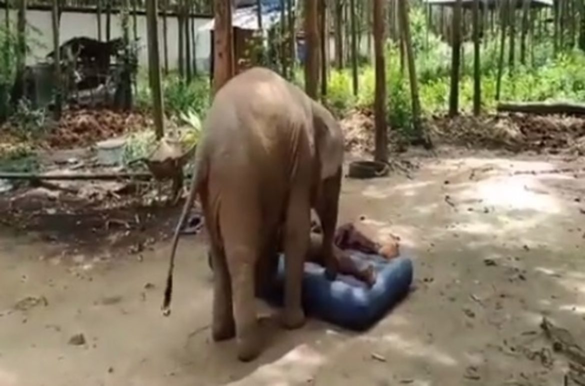 Baby olifant die bed van verzorger wil stelen verovert het internet
