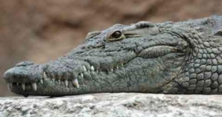 OMG: Krokodil wordt gefilmd met mensenbeen in haar muil!