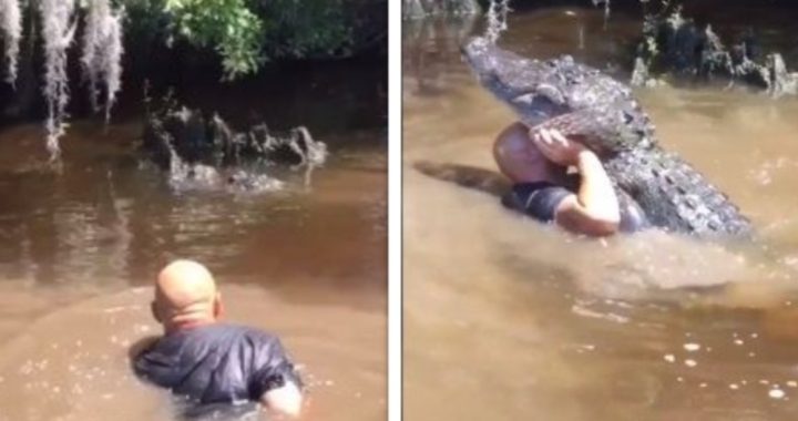 Gek springt in het water om even romantisch te doen met een alligator