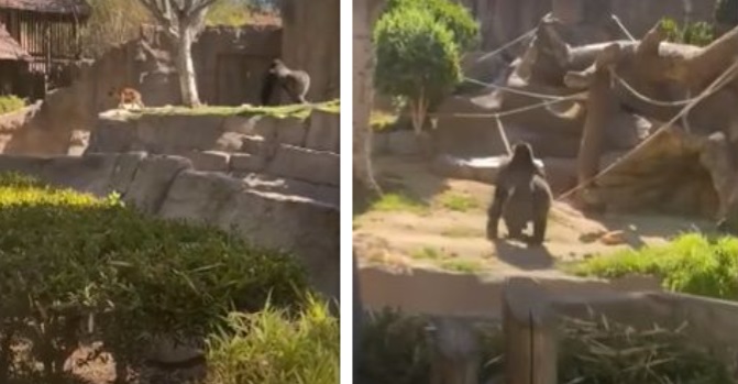 Hond maakt uitstapje naar gorillaverblijf maar beklaagt zich dat snel
