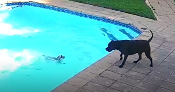 Heldhaftige viervoeter redt zijn beste vriend uit het zwembad
