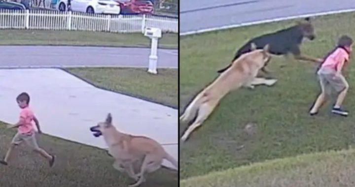 Ongelooflijk moment waarop hond van 6-jarige hem redt nadat andere hond hem aanvalt